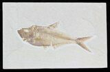 Detailed Diplomystus Fish Fossil From Wyoming #32734-1